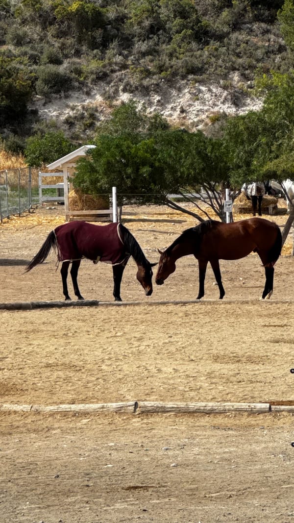 Horses grazing in a paddock near the ranch