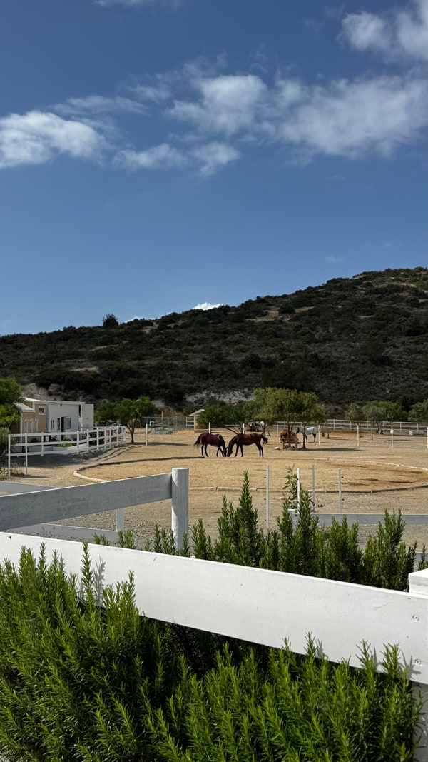 A paddock and hillside beyond a white fence