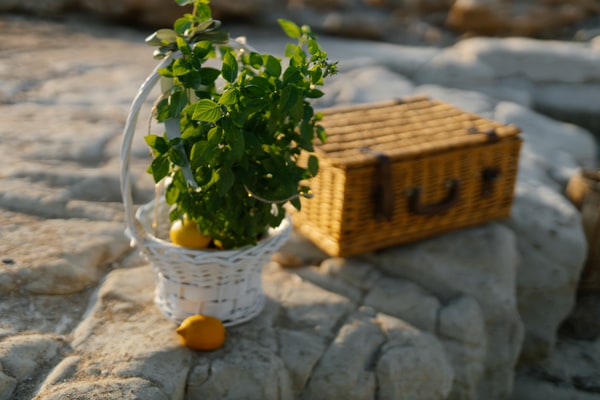 A potted plant, lemons and a wicker basket beside the picnic