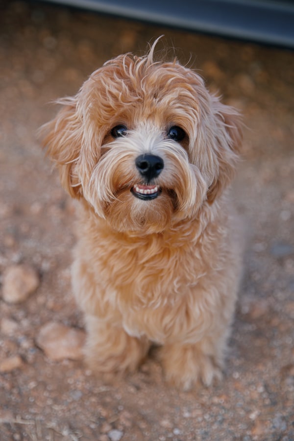A small dog at the outdoor celebration